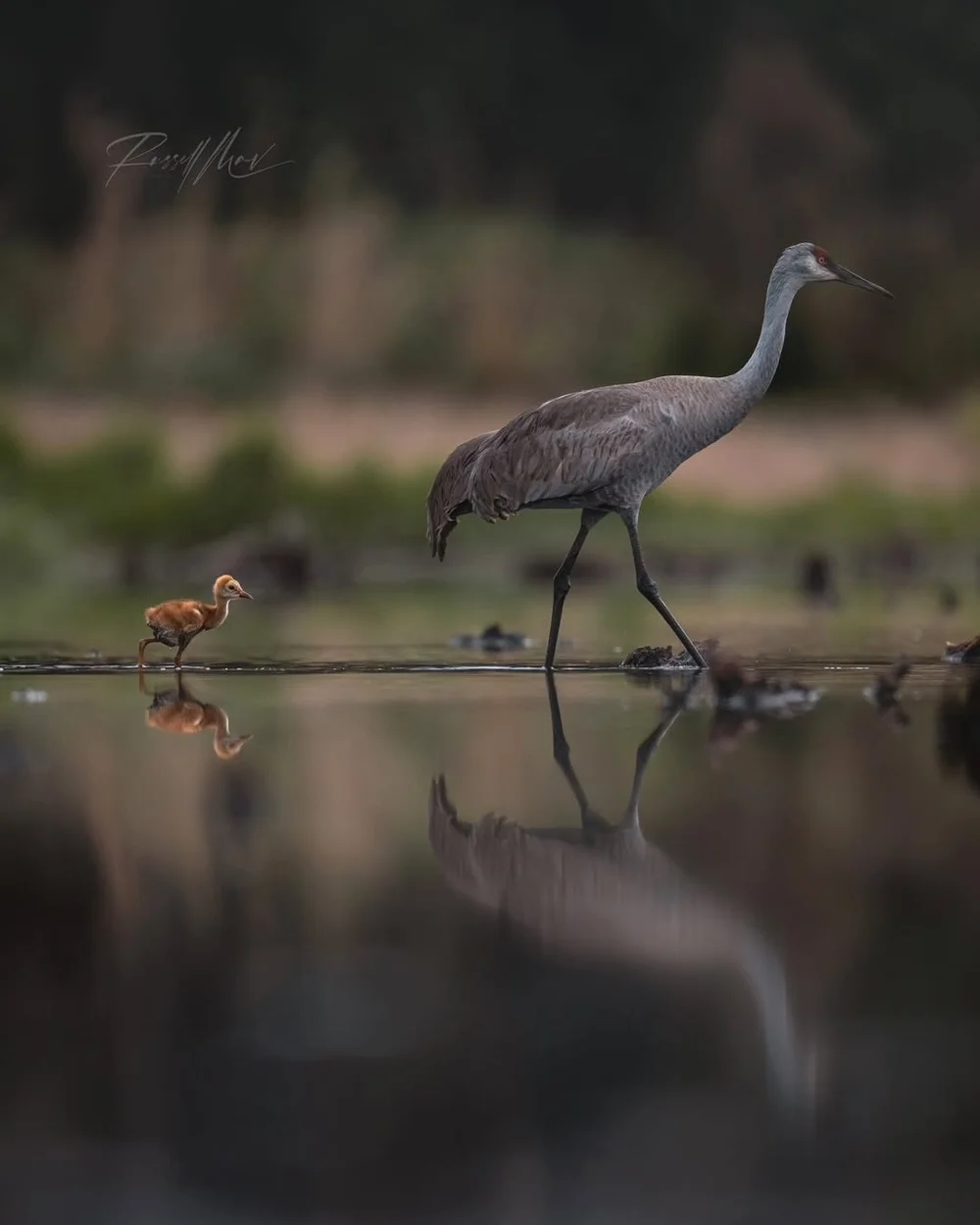 Crane colts. Ducklings. Wildlife (and so many babies!) are 𝐨𝐧 𝐭𝐡𝐞 𝐦𝐨𝐯𝐞!

But here&rsquo;s the thing: all of our wild neighbors &mdash; and everything we love about S P R I N G &mdash; depend on healthy, connected wild lands.

For their futur