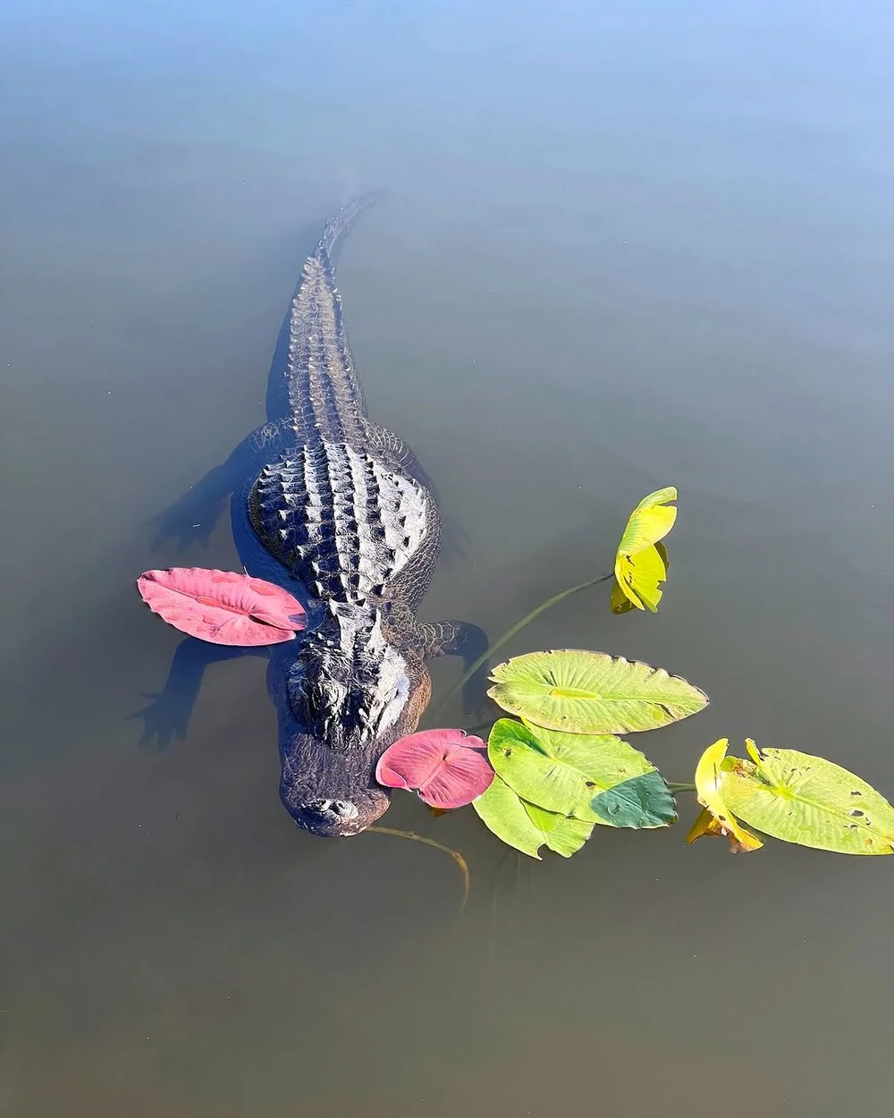 Alligator mating season is here 🐊 𝗔𝗱𝗺𝗶𝗿𝗲 𝗳𝗿𝗼𝗺 𝗮 𝗱𝗶𝘀𝘁𝗮𝗻𝗰𝗲.

From April through June, alligators get more active, loud, and territorial as they search for a mate. You might hear deep bellows, see big splashes, or notice more quick m
