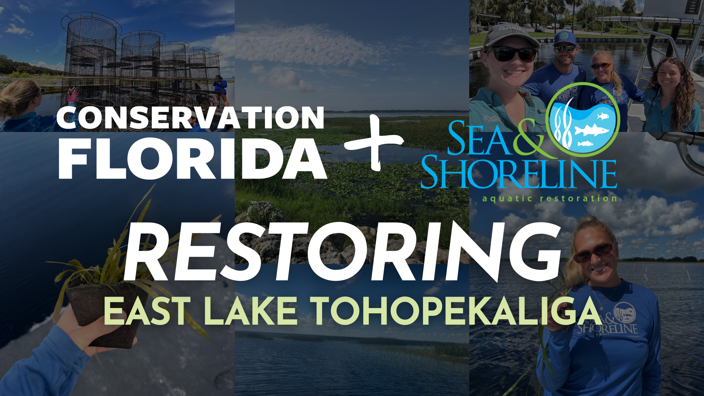 Conservation Florida and Sea &amp; Shoreline Partner to&nbsp; Restore 250,000+ Eelgrass Plants in East Lake Tohopekaliga
