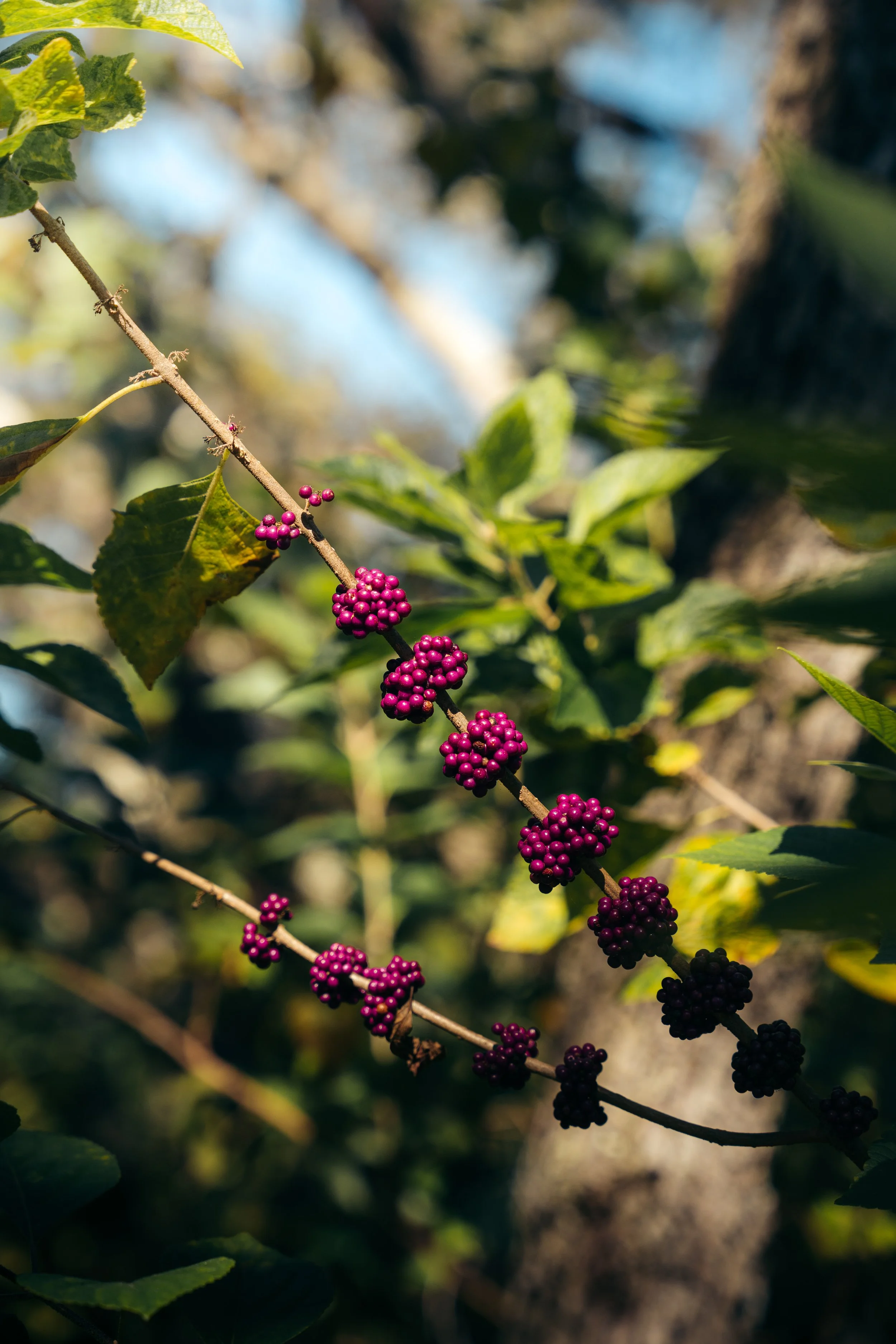 DSC03106.jpg