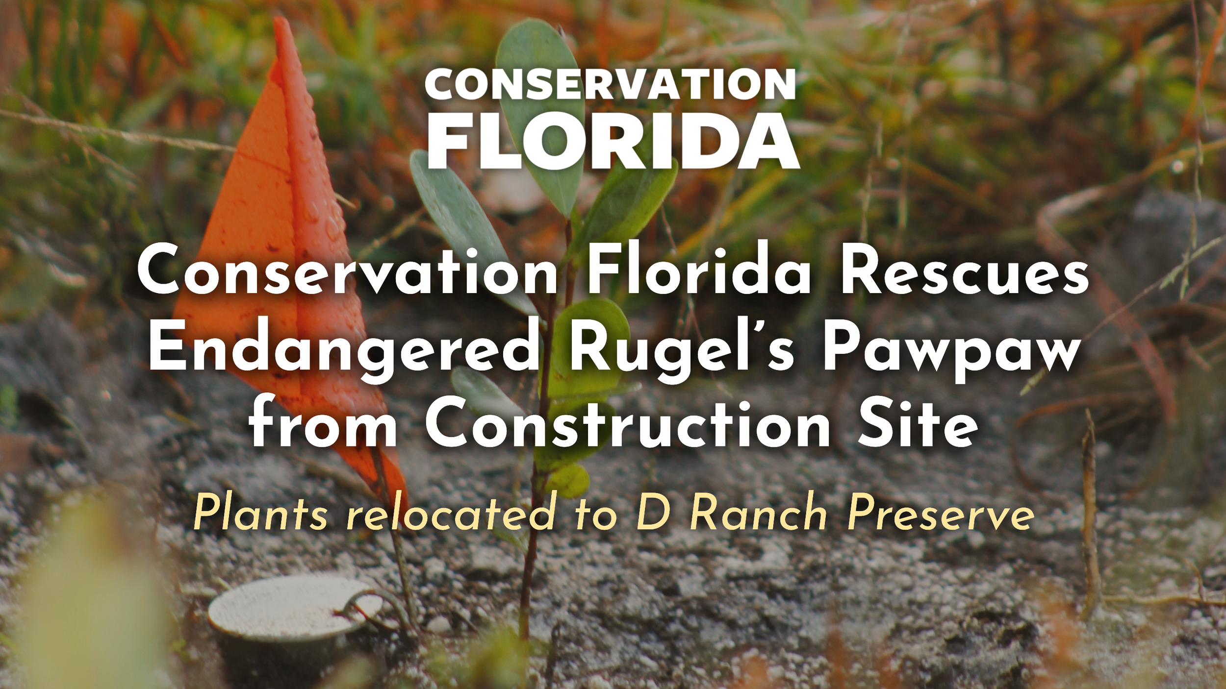 Conservation Florida Rescues Endangered Plants from Construction Site, Relocates to Nature Preserve