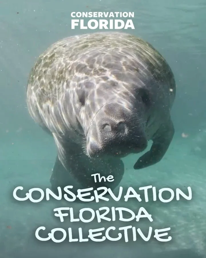 Every day, more of Florida changes. Florida panthers lost. Forests cleared. Wide open spaces gone.

𝗕𝘂𝘁 𝘁𝗼𝗴𝗲𝘁𝗵𝗲𝗿, 𝘄𝗲&rsquo;𝗿𝗲 𝘄𝗼𝗿𝗸𝗶𝗻𝗴 𝘁𝗼 𝗰𝗵𝗮𝗻𝗴𝗲 𝘁𝗵𝗮𝘁 🫶

Become a donor Florida can count on.

As a member of the Conser