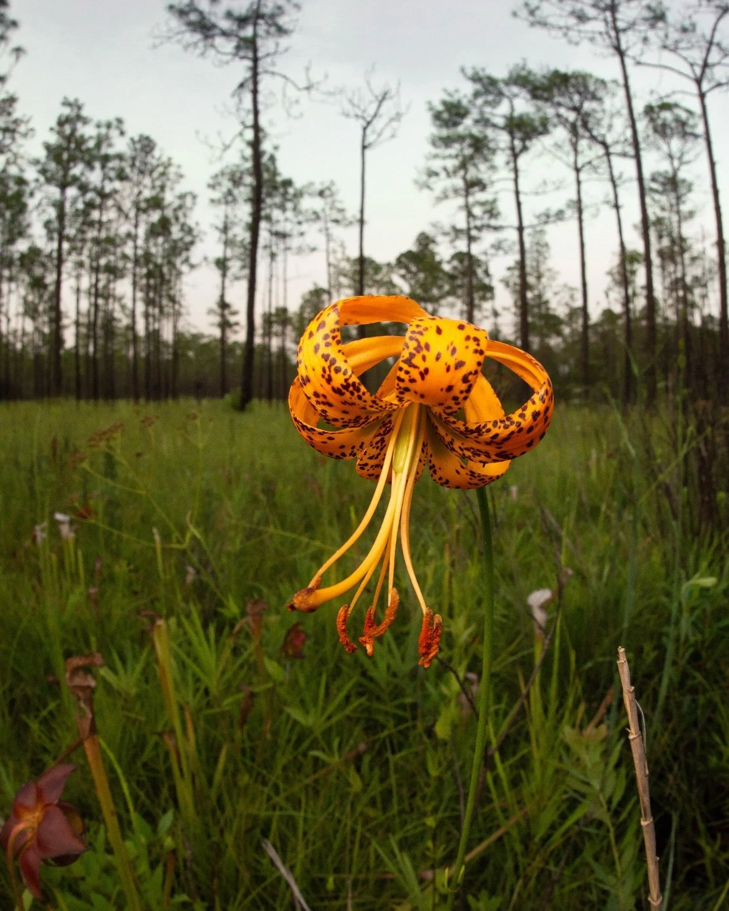 We 💛 spring blooms, but we sure are loving this late summer encore!!

Right now some of Florida's most vibrant wildflowers are at peak bloom, including the STUNNING panhandle lily!

These unique flowers are only found in 7 counties, 4 of which are i