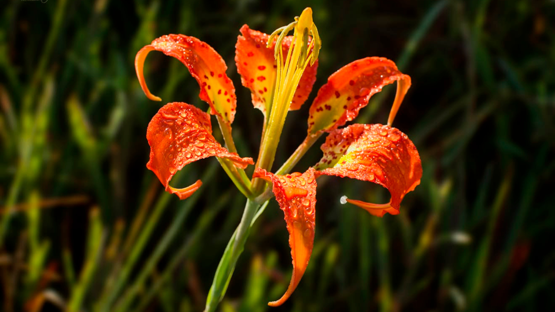 Chasing the Pine Lily at D Ranch Preserve