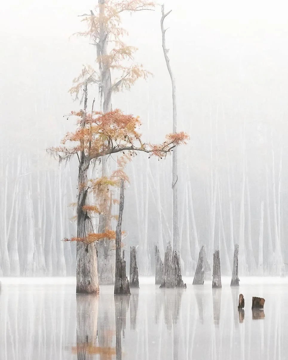Season changes in Florida can be subtle &amp; 𝒅𝒓𝒂𝒎𝒂𝒕𝒊𝒄 all at once.

As summer temps begin to subside, a different kind of warmth begins to spread across Florida's forests &amp; rivers. The leaves of cypress, maples, and sweetgums begin chang