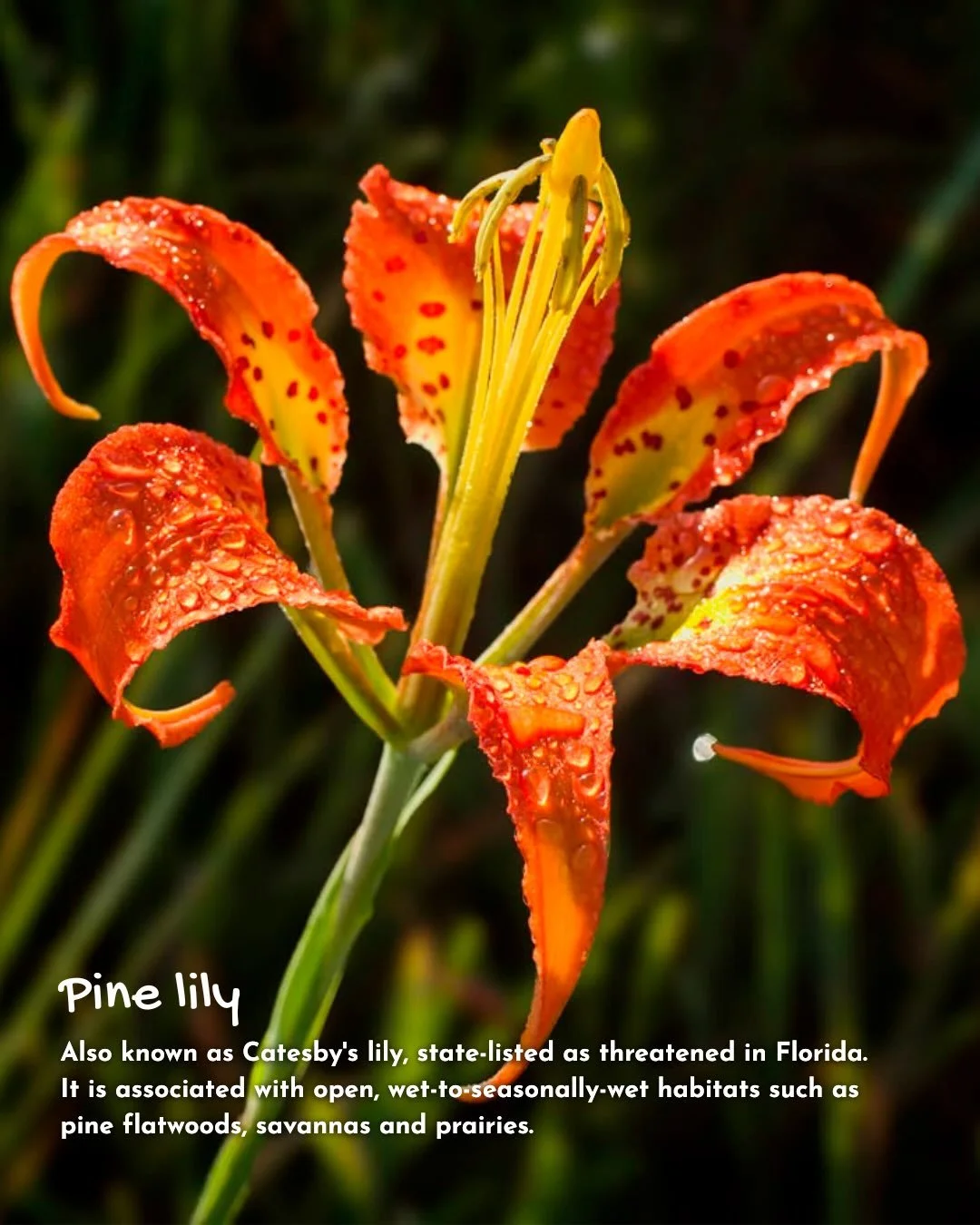 &ldquo;Perhaps that&rsquo;s the real purpose of nature photography. Not simply to show people what something looks like, but to make them care enough to want to protect it.&rdquo; ❤️

Pine lilies - striking, delicate, state-listed threatened flowers 