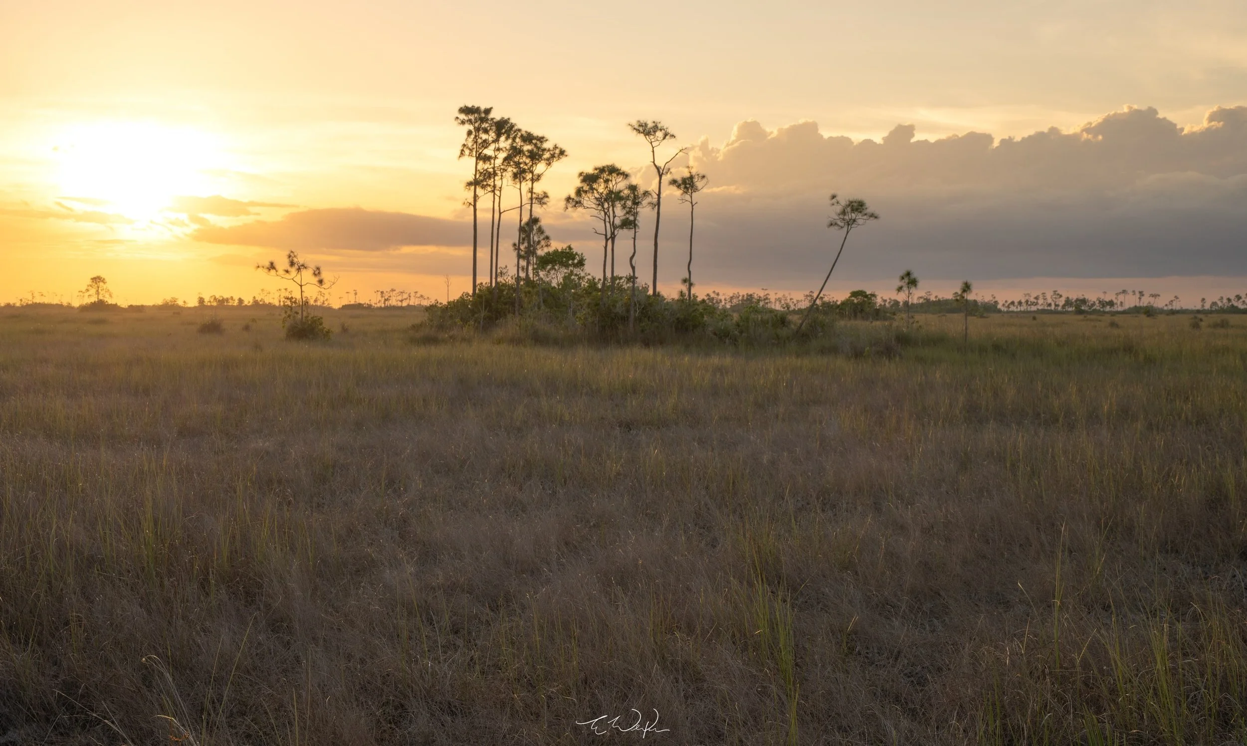 &ldquo;Habitat&rdquo; is just a fancy word for 𝙝𝙤𝙢𝙚. And ours is pretty dang special 💚

Across our state are magical habitats with plant and animal life you&rsquo;ll find nowhere else on Earth.

To some, this photo may look like a whole bunch of