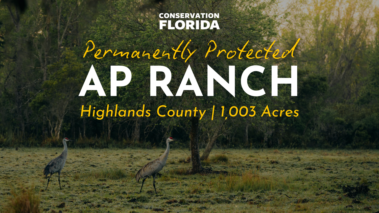 Conservation Florida Protects Home of Endangered Florida Panther in ...