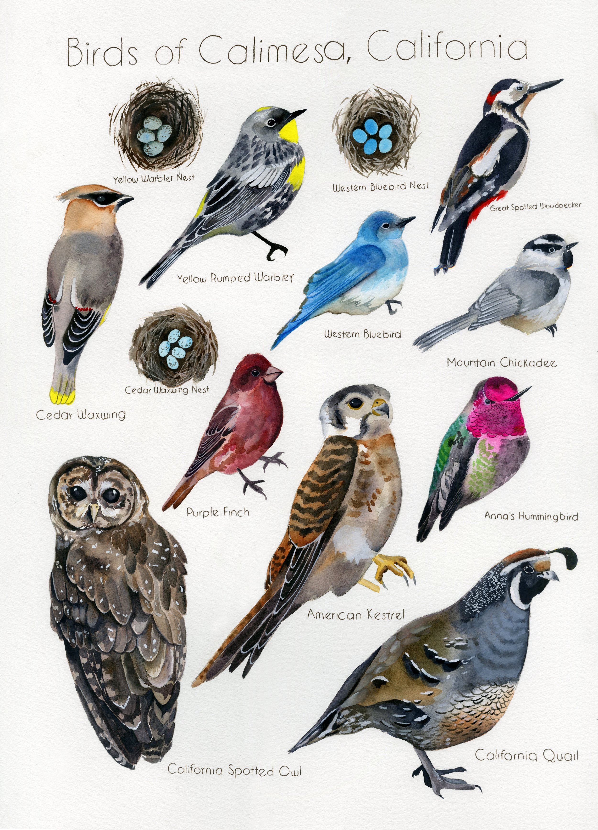 BirdsAllen.jpg