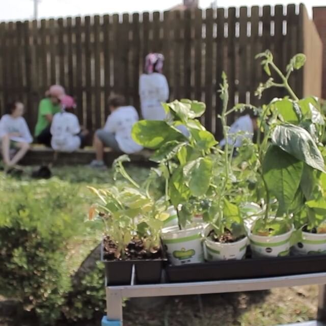 We&rsquo;re sure missing the warm weather and our different environmental sciences and gardening courses! &bull;
&bull;
Videos and photos come from programs with our Teaching Artists Miss Alexa and Miss Carrie! We can&rsquo;t wait to get back out in 