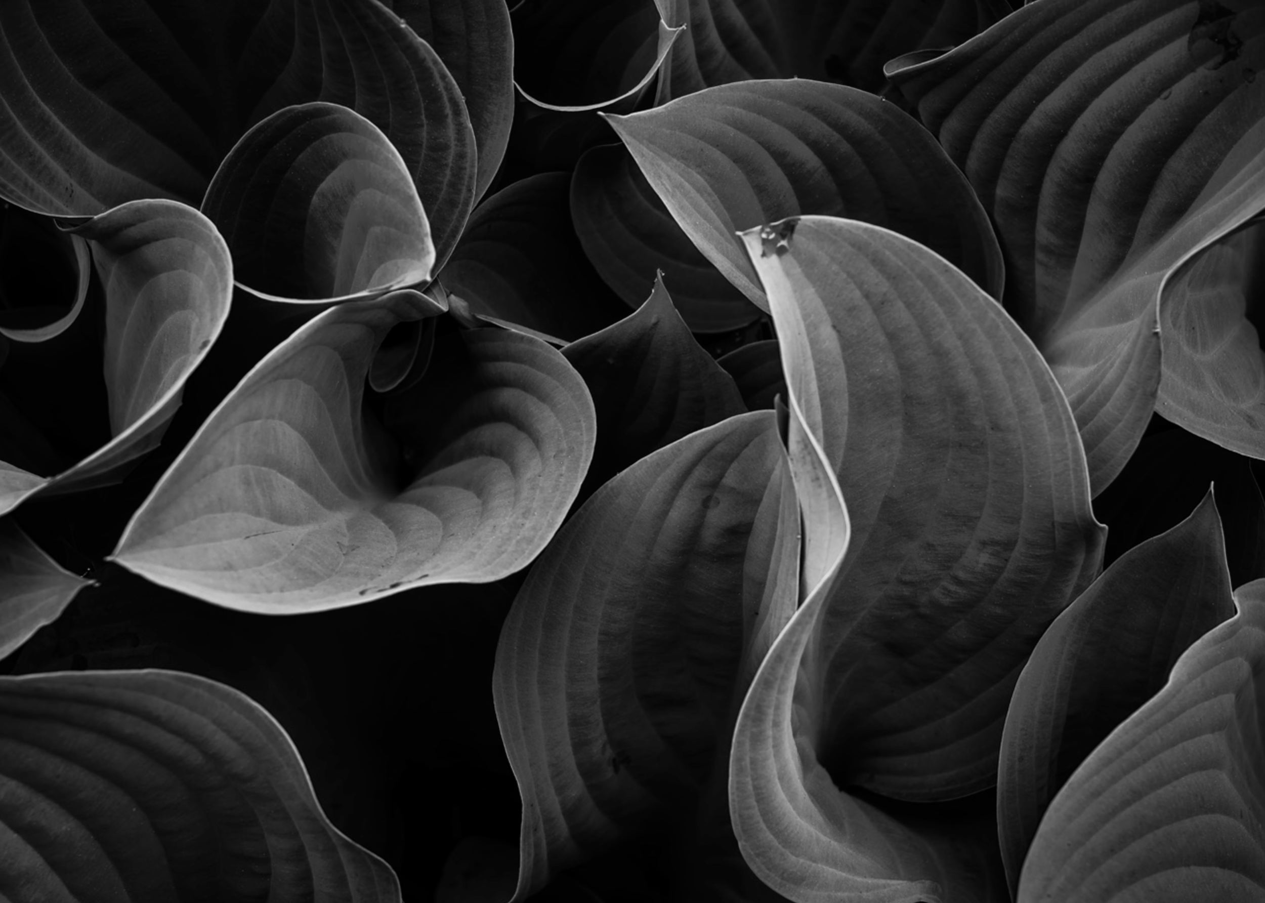 Hosta