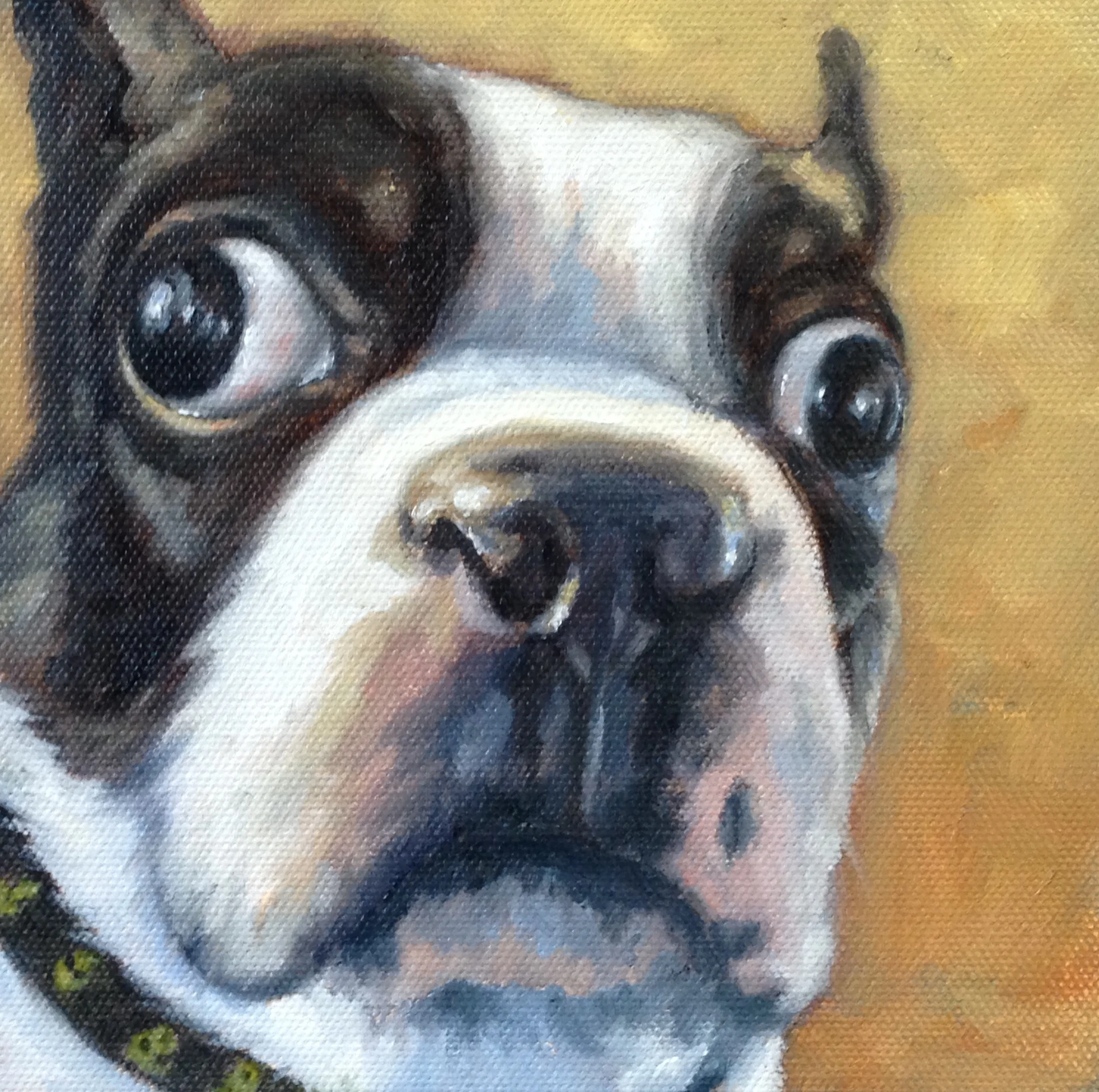 Boston Terrier