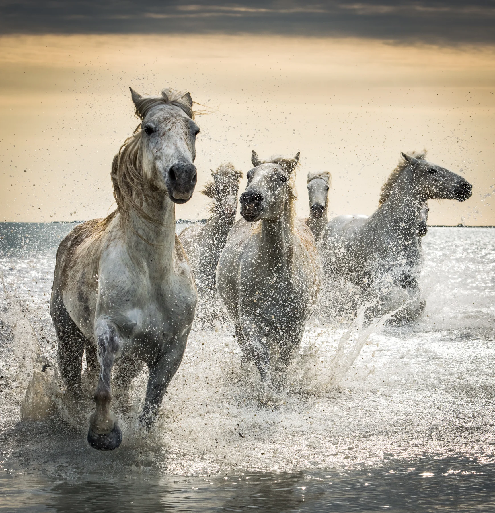 Camargue No. 4