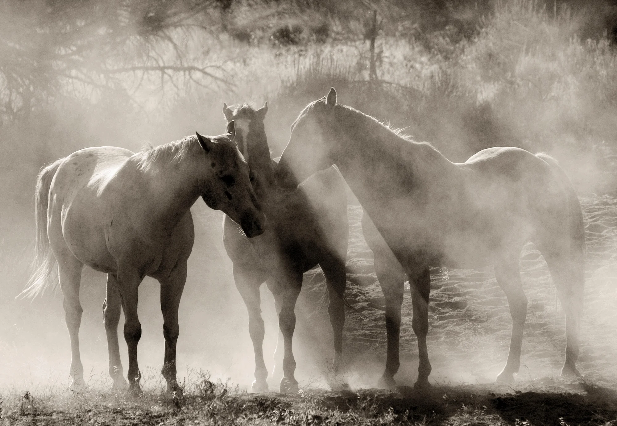 Hooves & Dust No. 40