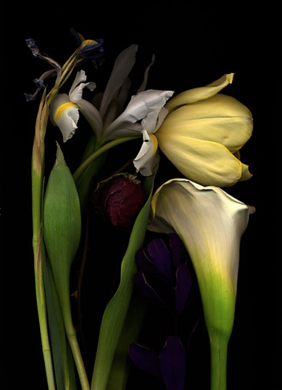 Botanical I28