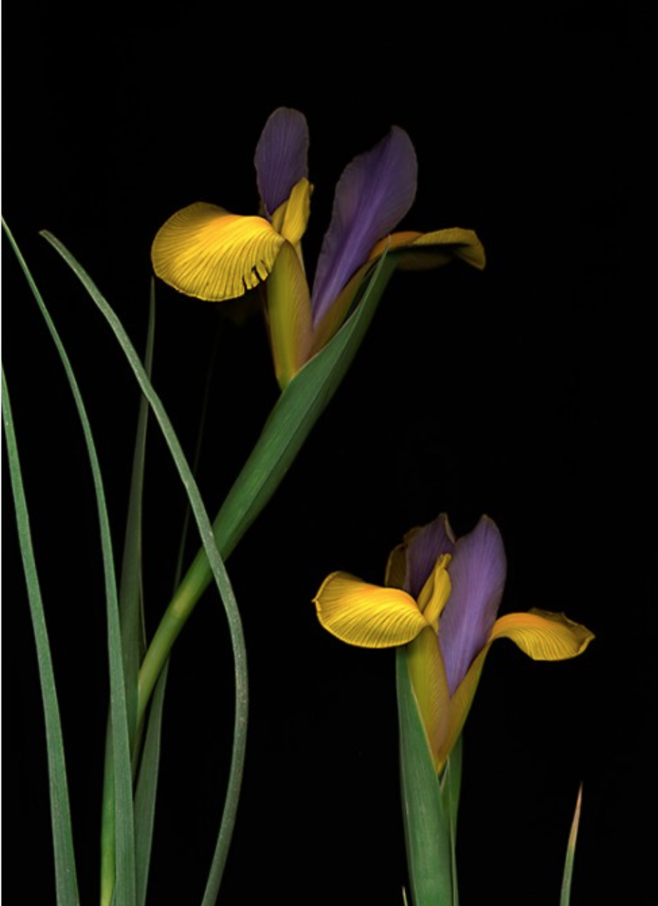 Botanical 234