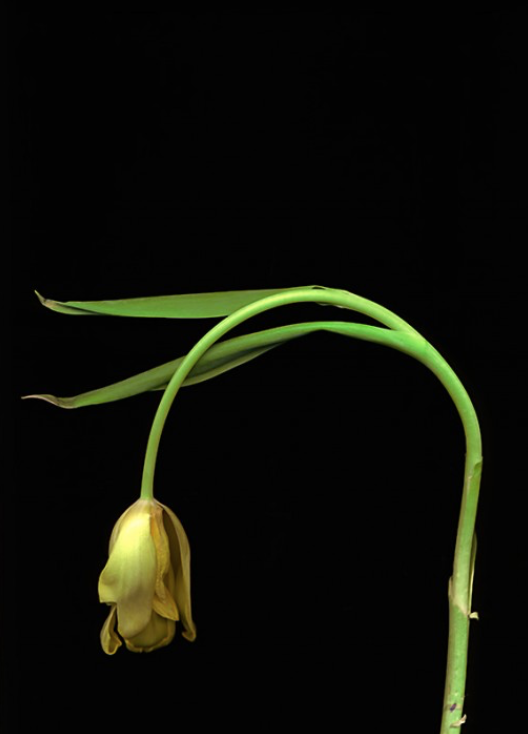 Botanical 131