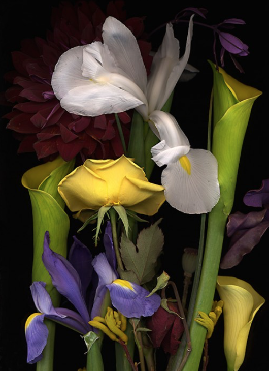 Botanical 186