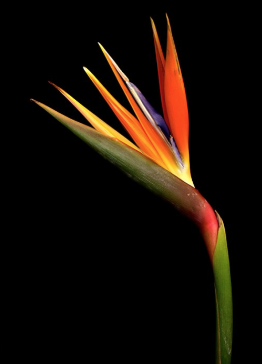 Botanical 145