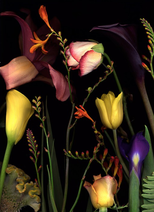 Botanical 204