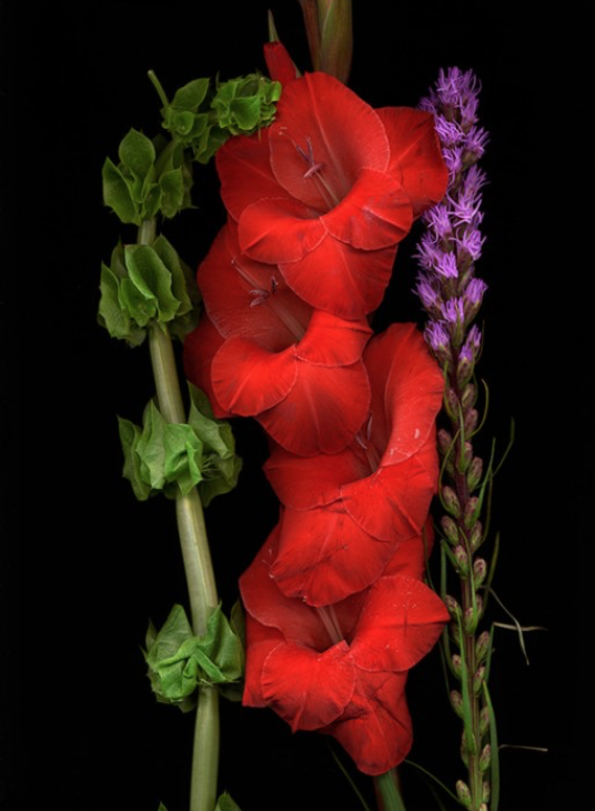 Botanical 139