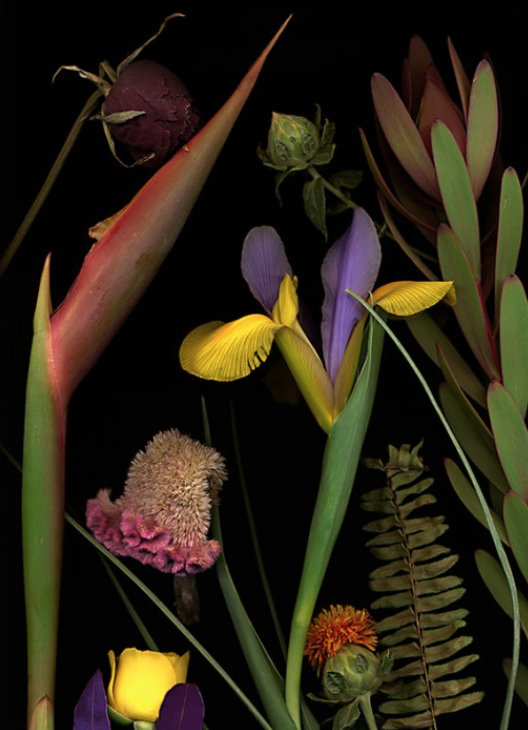 Botanical 238