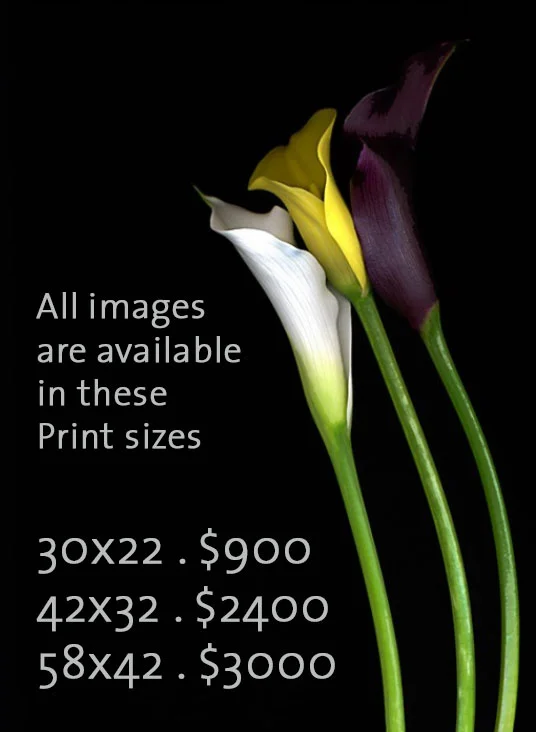 Unframed Print Options