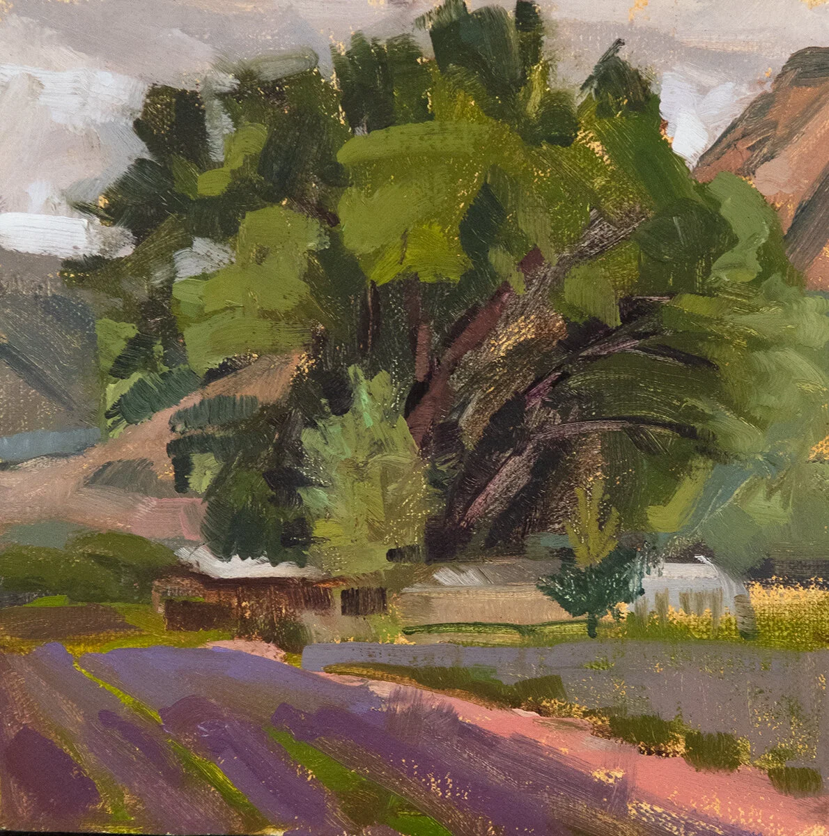 Lavender in Abiquiu