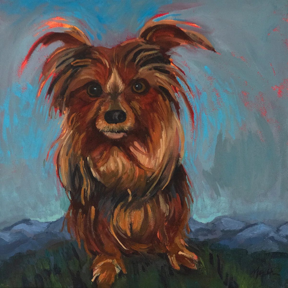 Rocket the Mountain Dog