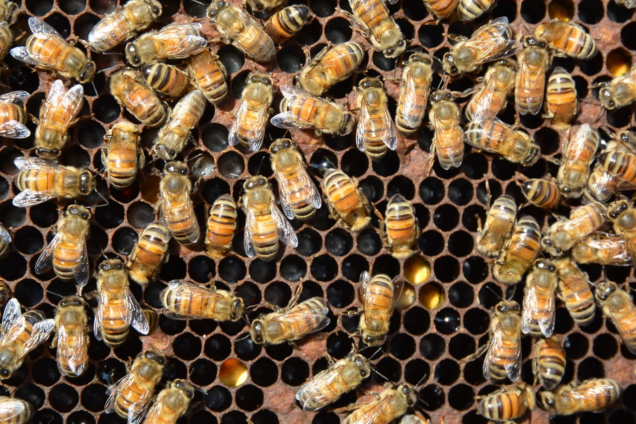 A Blessing of the Bees 