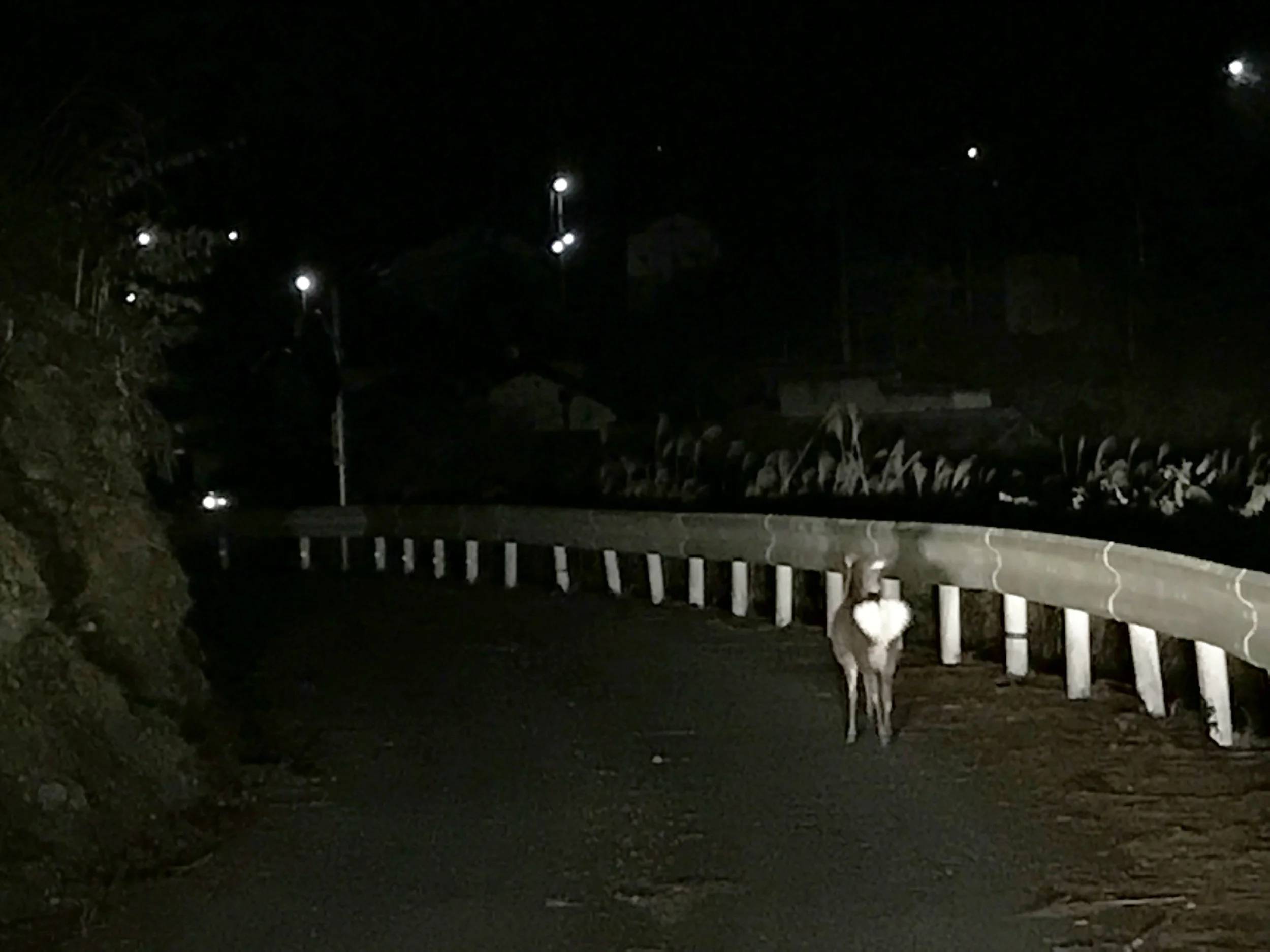 deer4.jpg