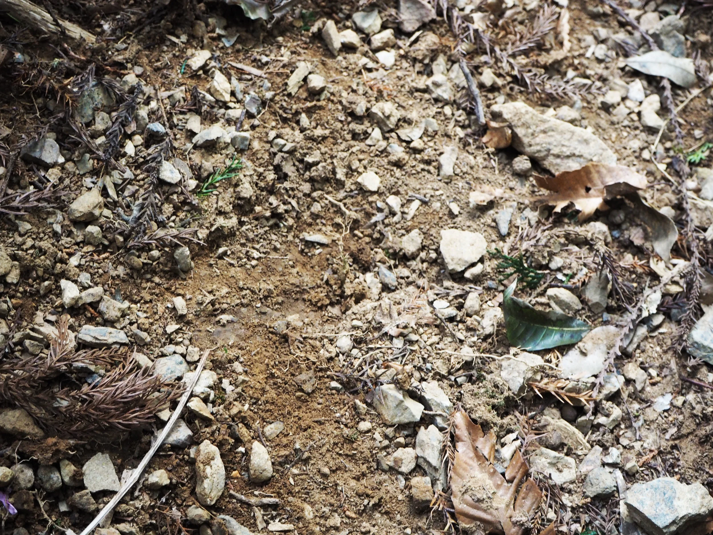 deerhoofprint.jpg