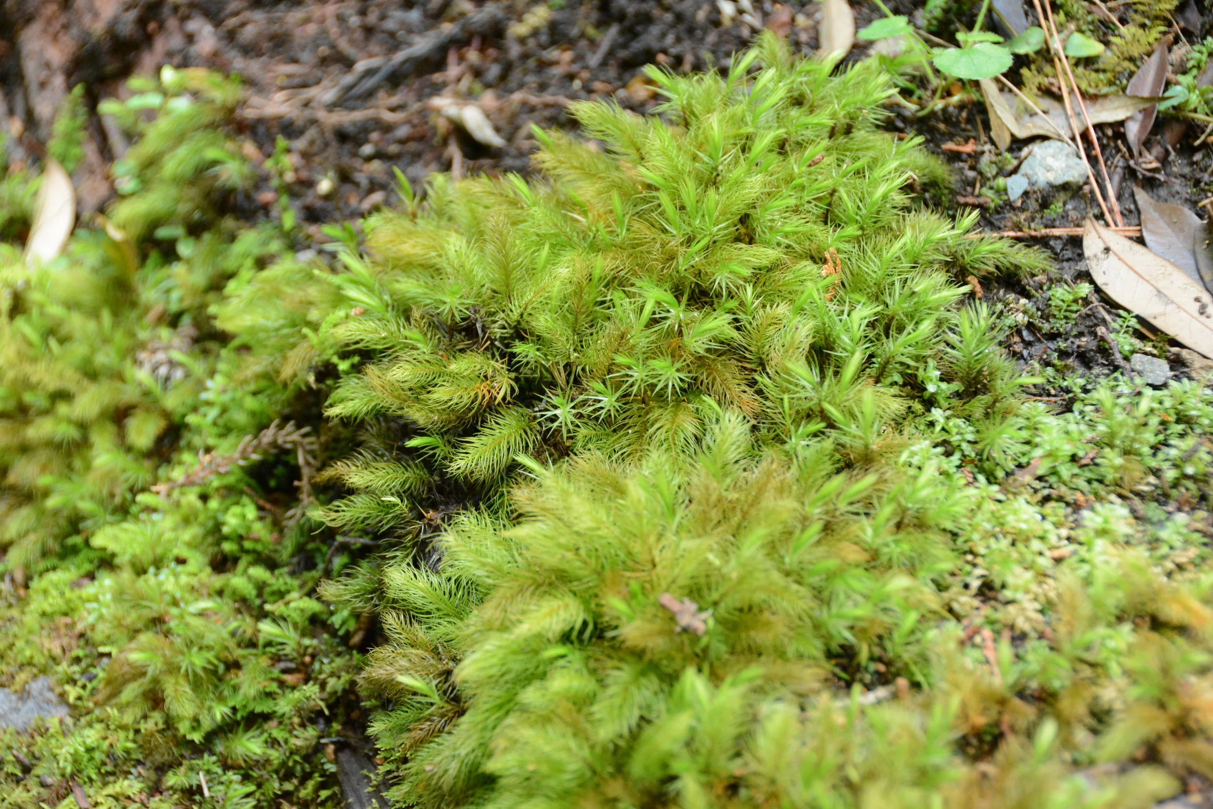 DSC_1780.jpg