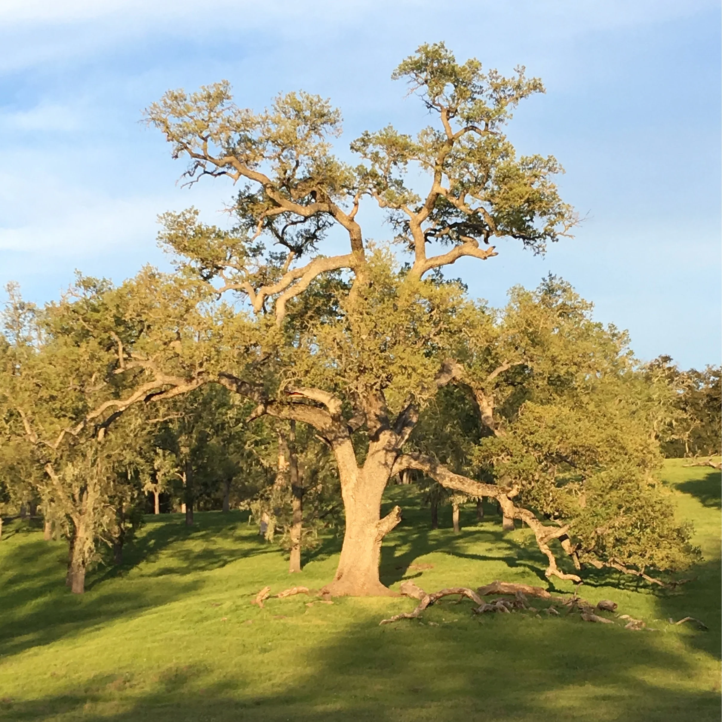 Riata%2BTree.jpg