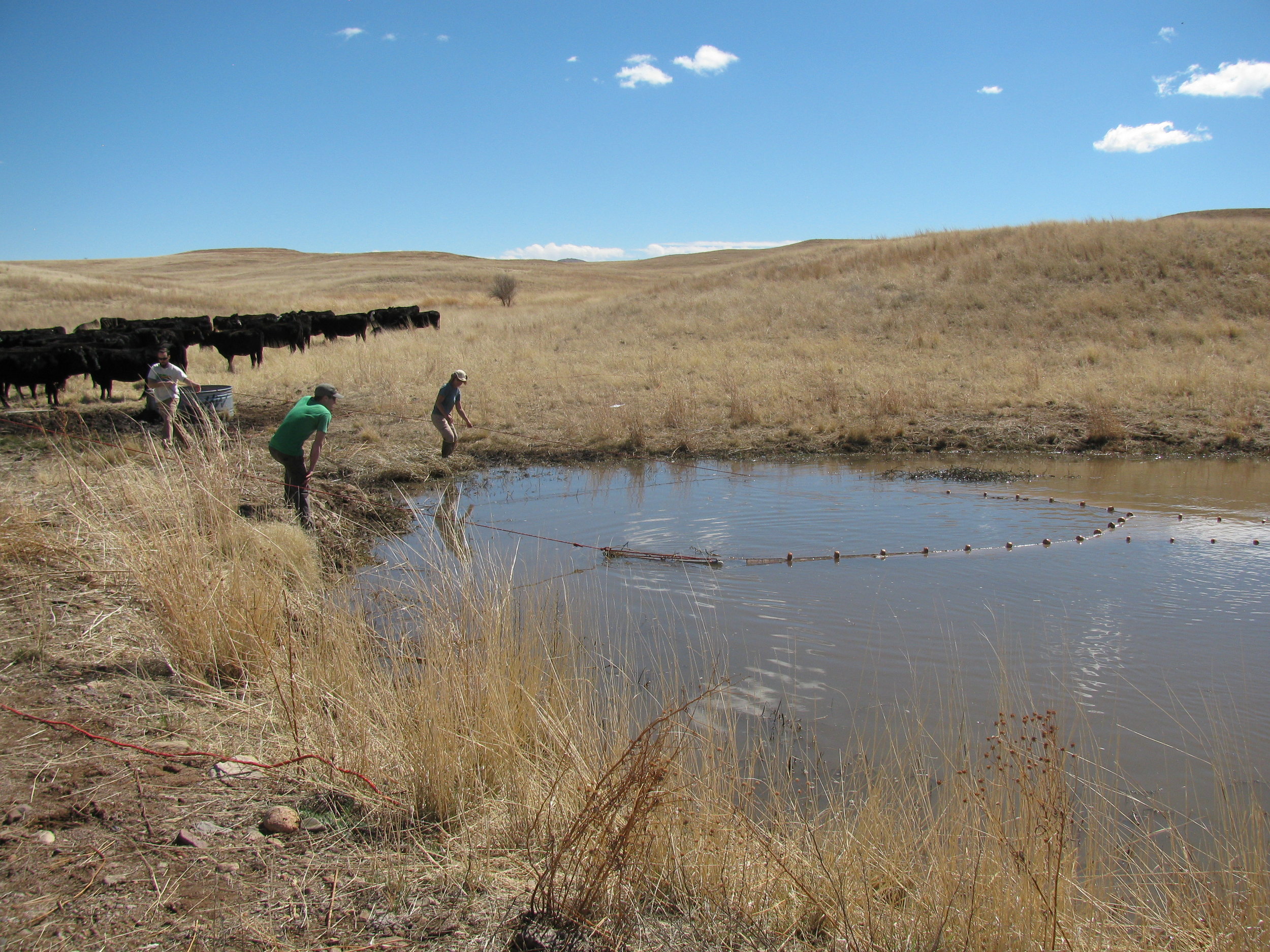 stebbinsi_seining_cows.JPG