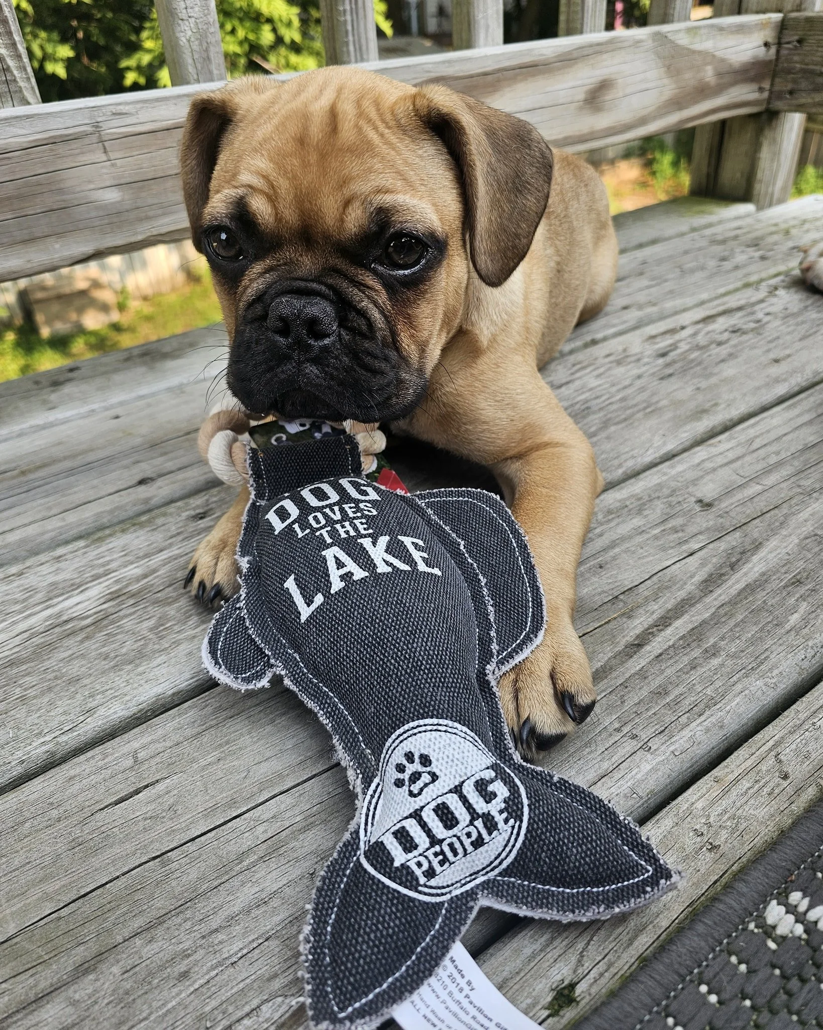 🐾 Lake days aren&rsquo;t just for humans! Treat your pup to our durable, lake-themed toys &ndash; perfect for summer adventures on the dock, boat, or deck. 🐶💦 
.
.
.
.
#DogPeople #LakeLife #happypups #nautidog #walterthefrenchie #shopsmallmn #shop