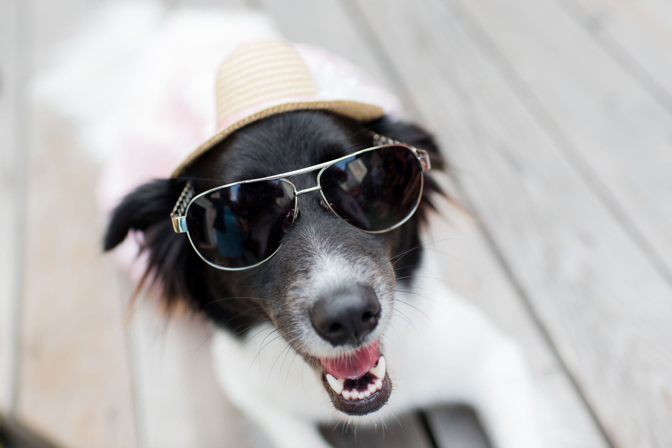Blog_SeniorTails_JakeBagelWedding018.jpg