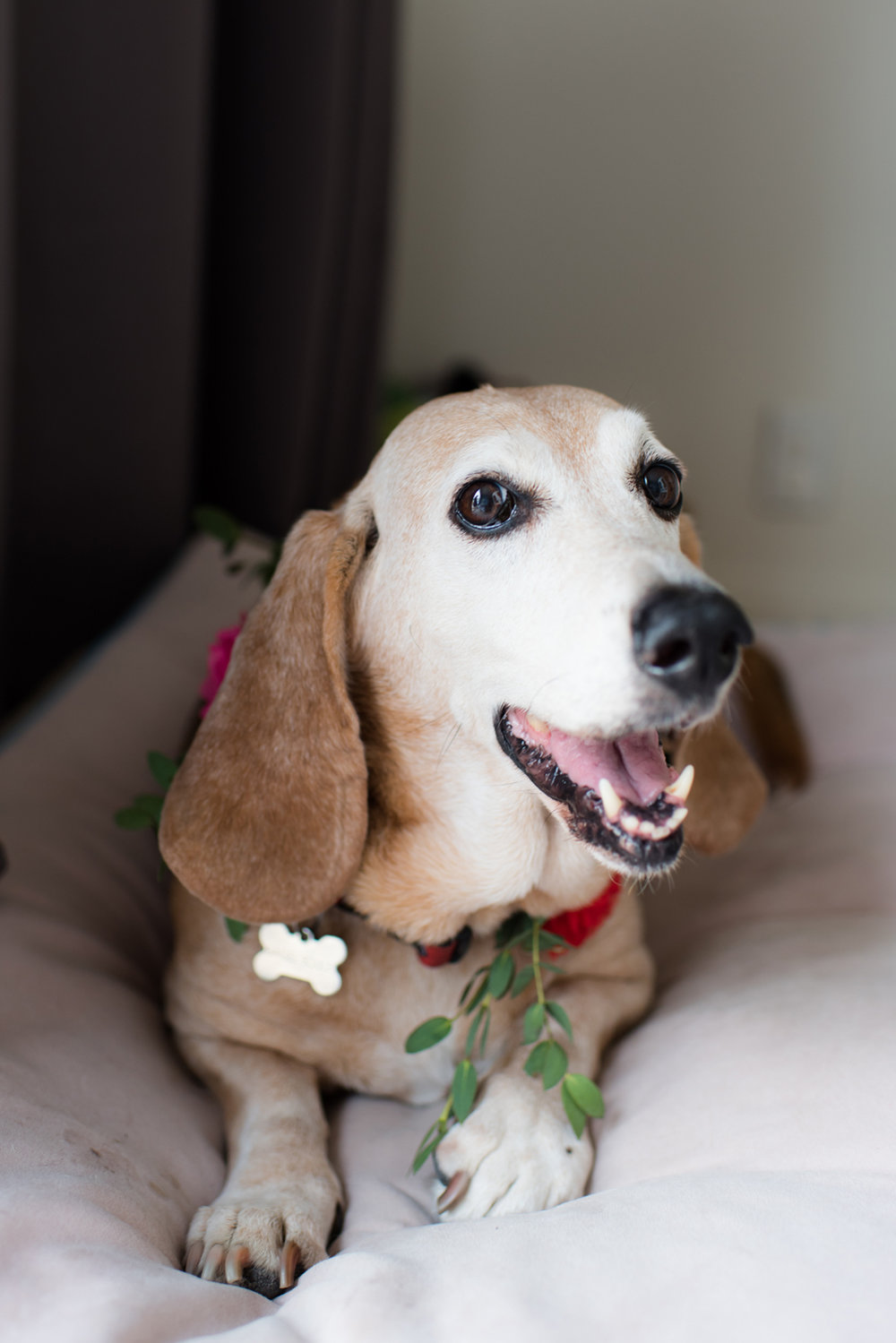 Blog_SeniorTails_JakeBagelWedding019.jpg