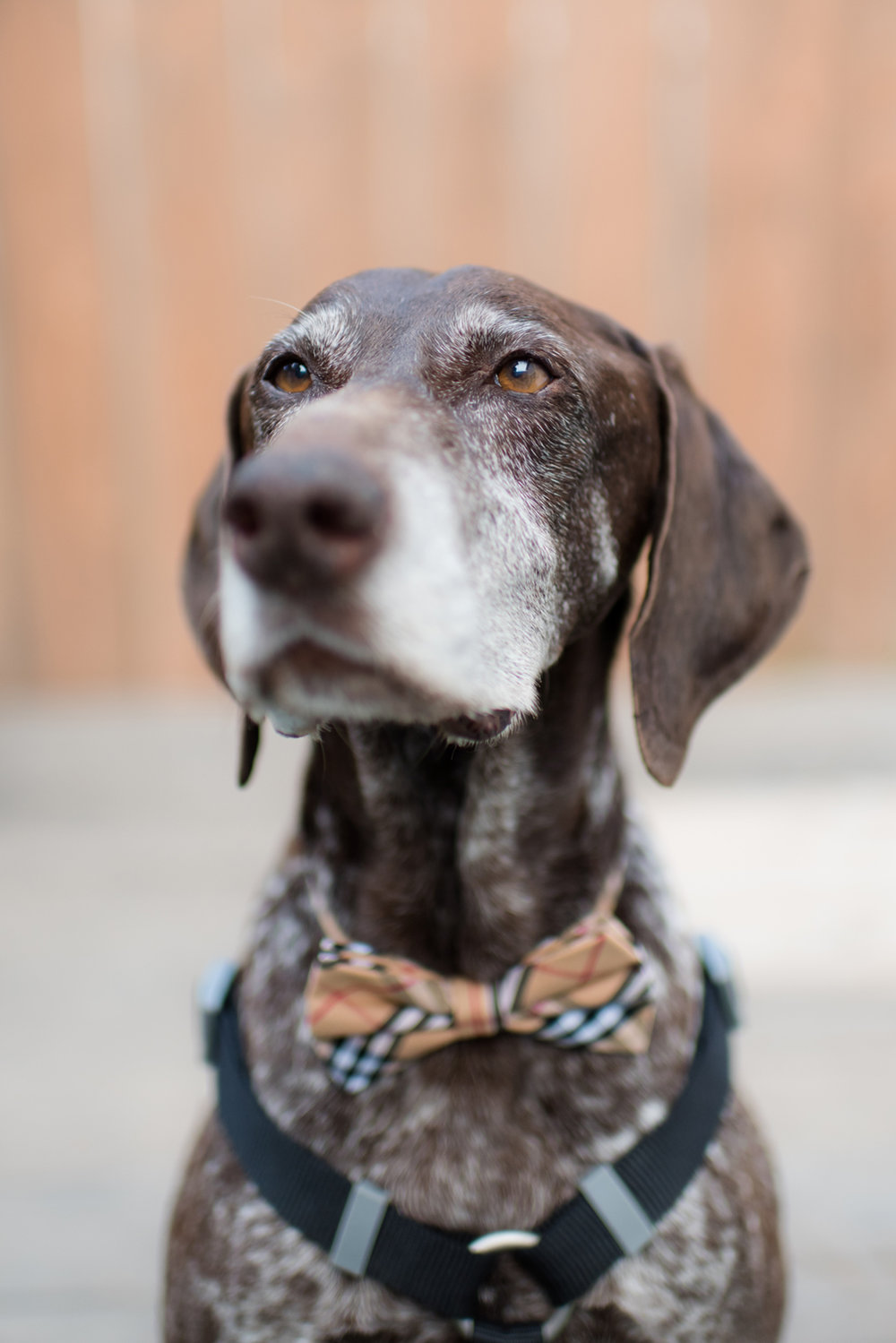 Blog_SeniorTails_JakeBagelWedding021.jpg