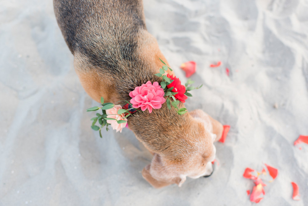 Blog_SeniorTails_JakeBagelWedding020.jpg