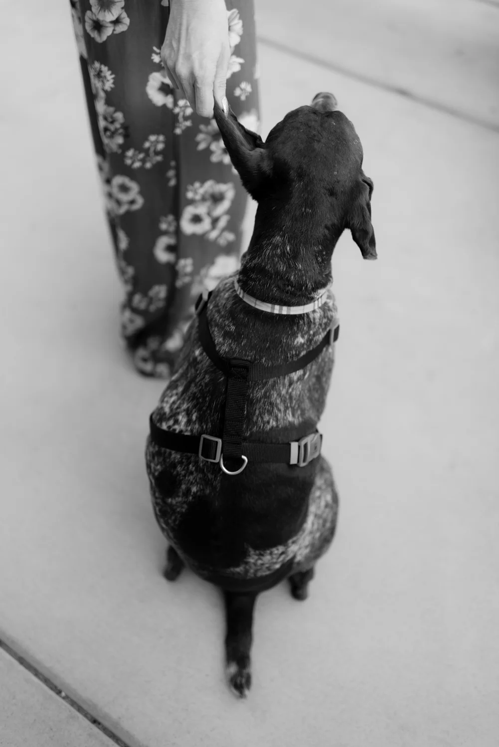 Blog_SeniorTails_JakeBagelWedding030.jpg