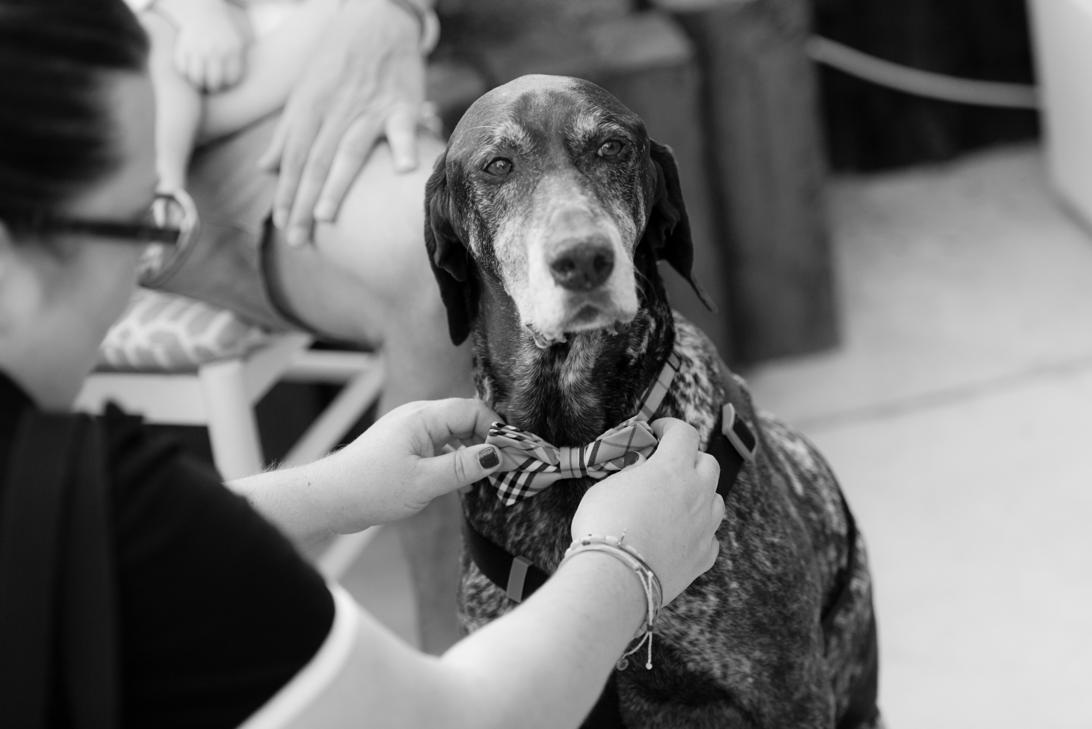 Blog_SeniorTails_JakeBagelWedding035.jpg