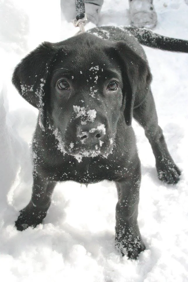 One of the pictures in the placement email was of Oliver playing in the snow when he was a puppy.