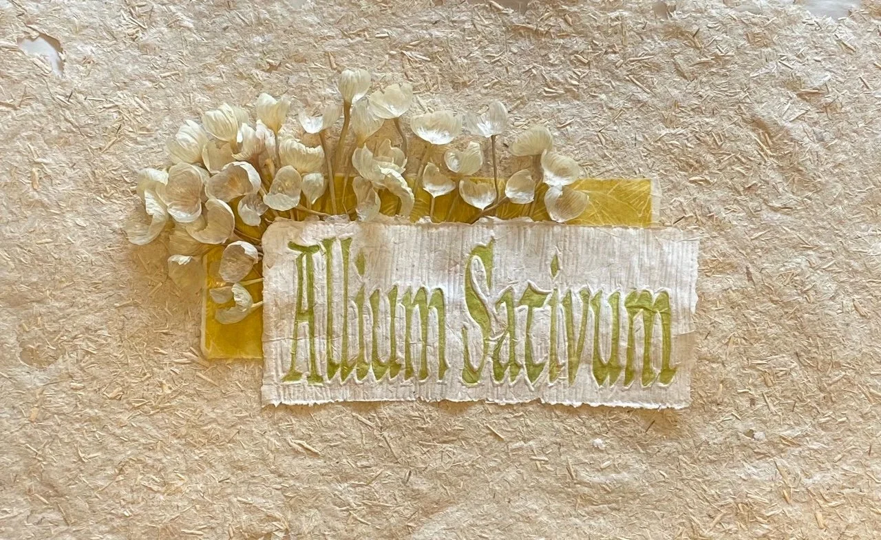 Louisa Ferguson " Allium Sativum "