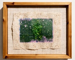 Louisa Ferguson    Plant Portrait # 3
