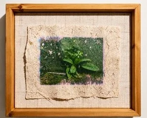 Louisa Ferguson      Plant Portrait #2