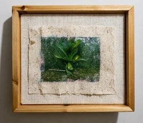 Louisa Ferguson        Plant Portrait #1
