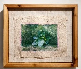 Louisa Ferguson    Plant Portrait  #4