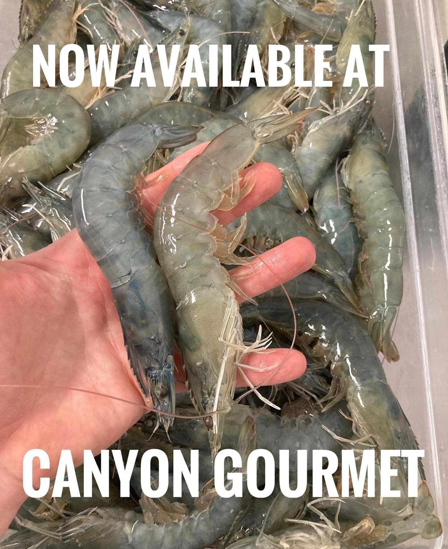 @transparentseafarm now brings us the freshest, never frozen shrimp, no preservatives, pollutants, antibiotics or hormones. The best for you dear villagers. 🦐 #canyongourmet #freshshrimp