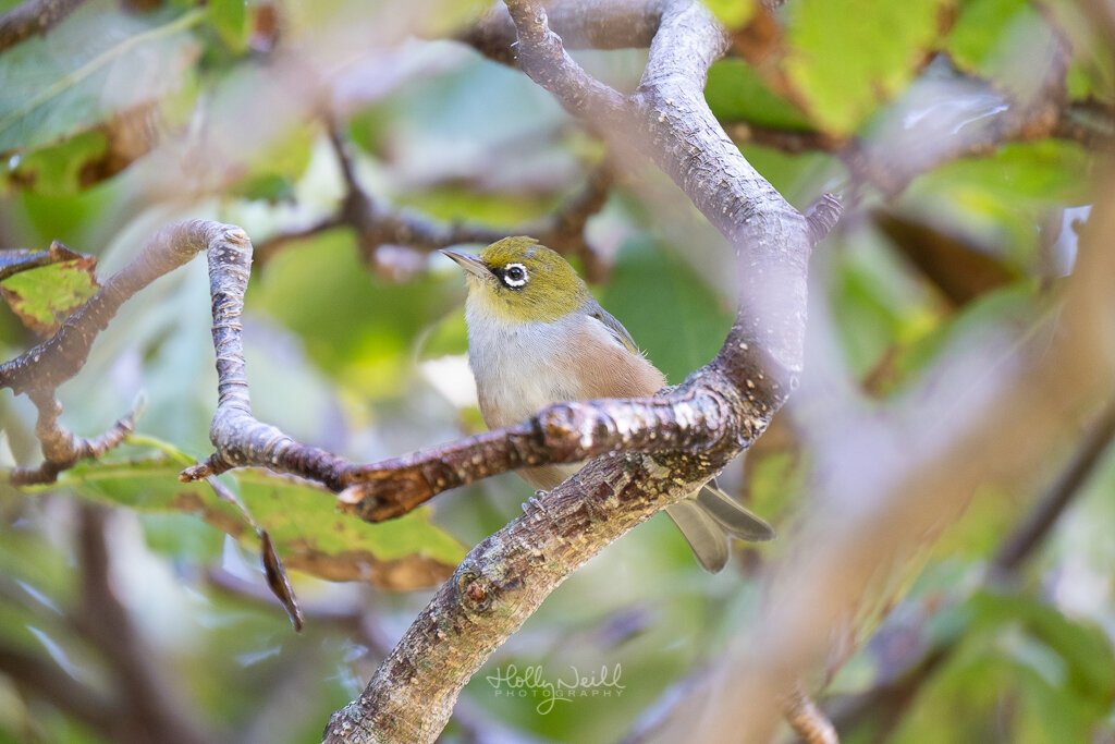 An encounter with a very rare white tauhou (waxeye) — Holly Neill Photography